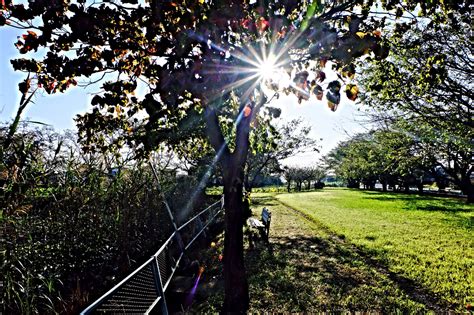 Wallpaper Sunlight Landscape Nature Grass Sky Park Branch