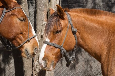 Hermosos Caballos Domésticos En El Campo Argentino Foto Premium