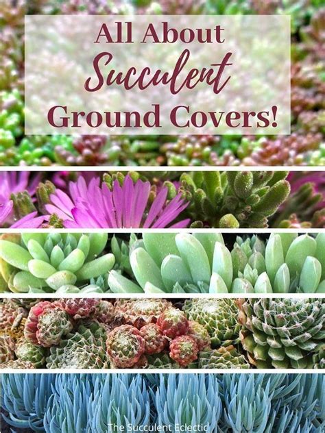 All About Succulent Ground Cover The Succulent Eclectic Succulent