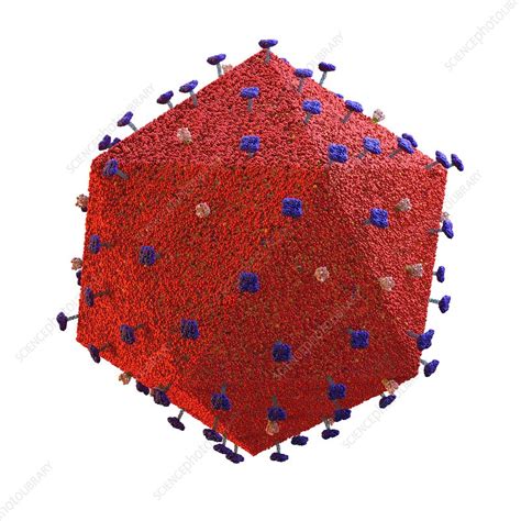 African Swine Fever Virus Illustration Stock Image C046 3369