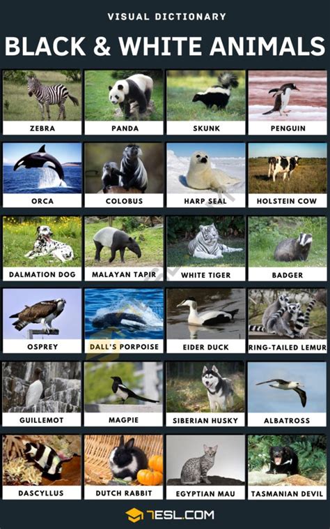 Black And White Animals Names In English • 7esl