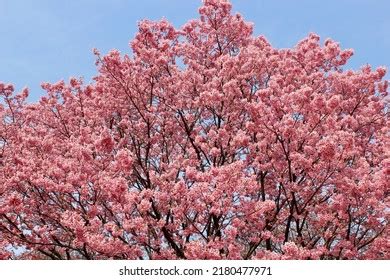 Japanese Red Cherry Blossom Tree Stock Photo 2180477971 | Shutterstock