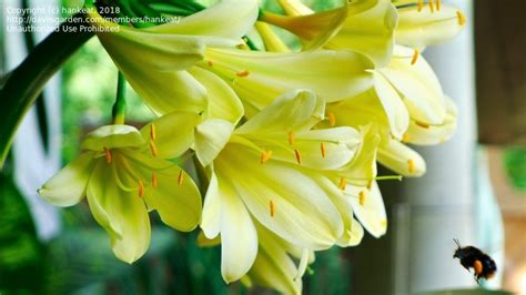 Plantfiles Pictures Bush Lily Clivia Lily St John S Lily Boslelie