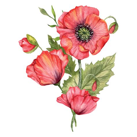 Poppy Flowers Watercolor Painting