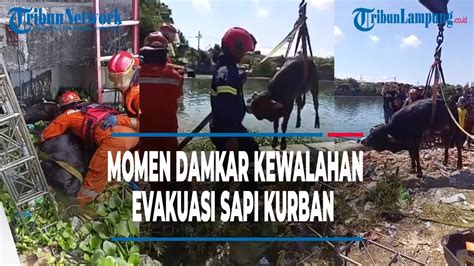 Viral Momen Damkar Kewalahan Evakuasi Sapi Kurban Terperosok Ke