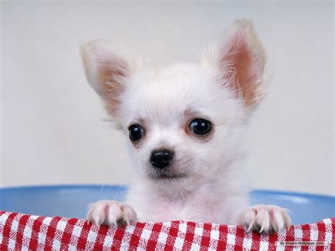 🔥 50 Black Chihuahua Wallpapers Wallpapersafari