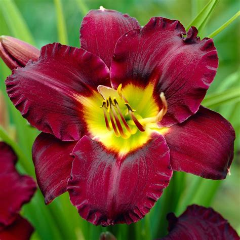 Hemerocallis Bela Lugosi Daylily | Jackson & Perkins