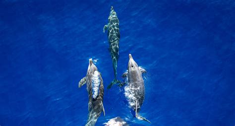 Schmidt Ocean Institute To Boost Public Understanding Of The Ocean