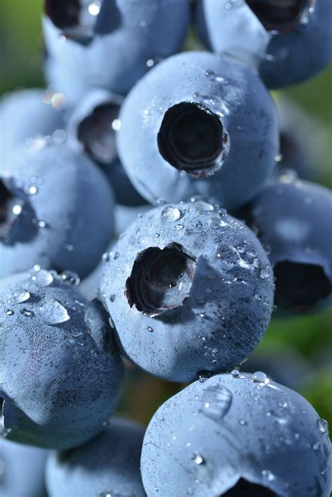 Oregon Blueberries Gallery