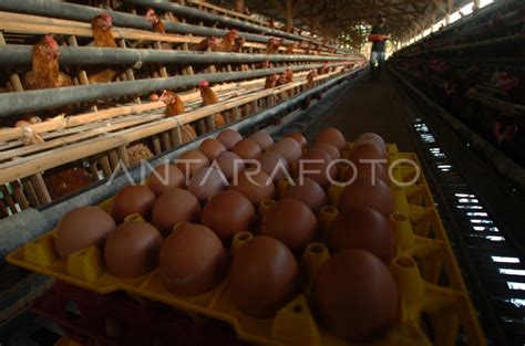 Harga Telur Ayam Anjlok Antara Foto