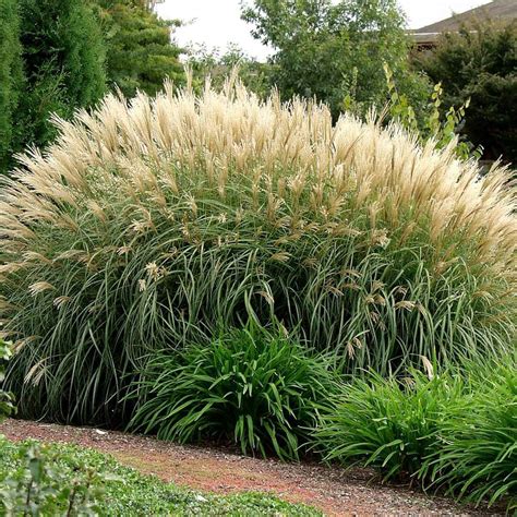 Miscanthus Silberfeder Centre Jardins Québec