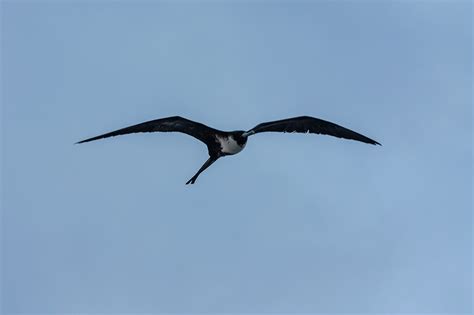 Ave Fragata Fregata Magnificens EcoRegistros