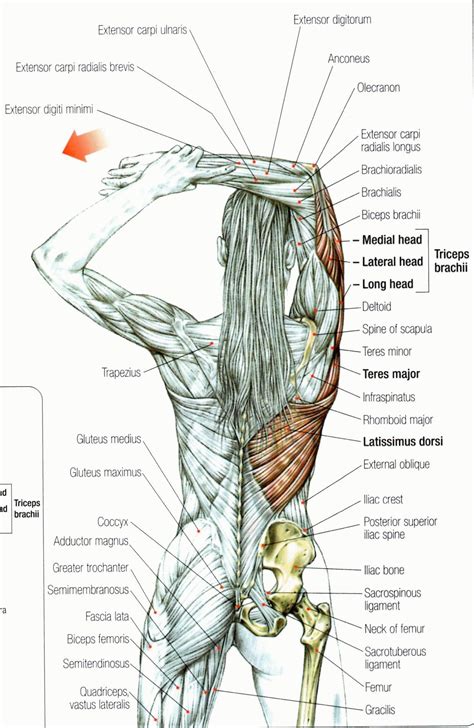 Back Muscle Pain Chart - Pin on Back pain : Understand how your doctor ...