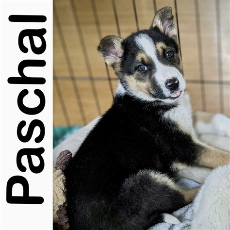 Paschal Manitoba Mutts Dog Rescue