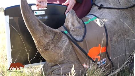 Radioactive Materials Being Injected Into Live Rhino Horns To Prevent