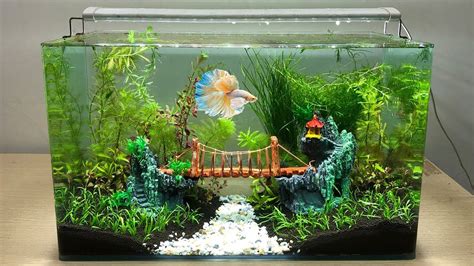 Cool Betta Fish Tank Ideas Applaudable Vodcast Image Database