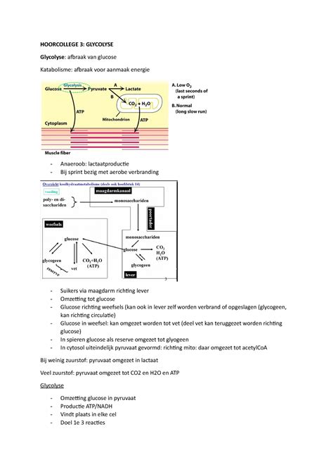 Metabolisme Hc College Aantekeningen Hoorcollege