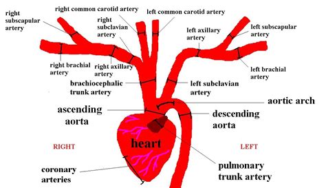 Cat Arteries Upper Thoracic Cavity Bmp Subclavian Artery