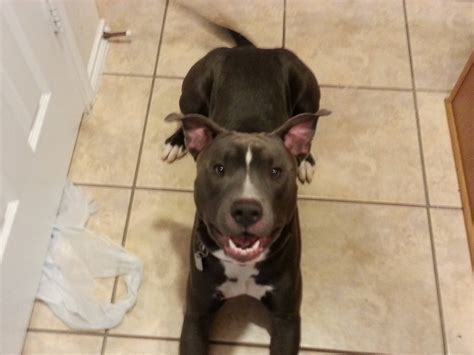 Are Pit Bulls full grown at a year old? How much bigger will my Brego