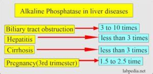 Alkaline Phosphatase Level Alp Labpedia Net