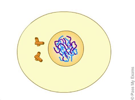 Meiosis Interphase