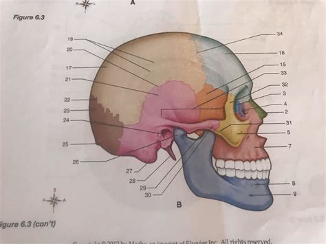 A P Lab Practical Rt Side View Of Skull Diagram Quizlet