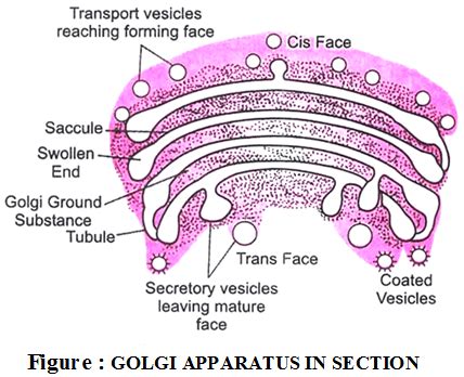 Golgi Complex And Its Function Biology Ease