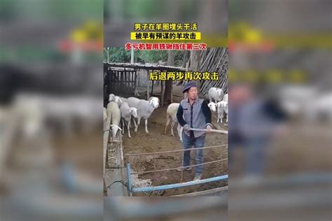 男子在羊圈埋头干活，被早有预谋的羊攻击预谋羊圈男子