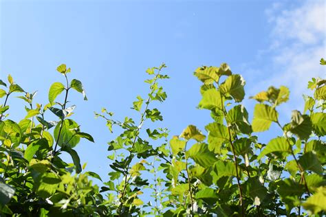 vivid-young-hedge-growth-sky - Hedgehog Street