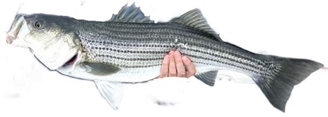 Best Bait for Striped Bass