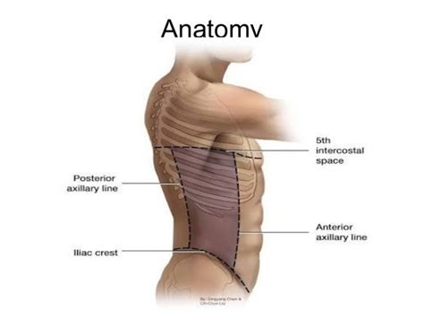 Flank Anatomy - Anatomy Book