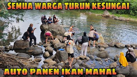 Momen Langka Warga Turun Kesungai Menangkap Ikan Auto Panen Ikan