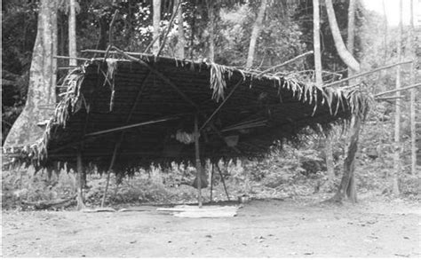 El Shapono Shabono Vivienda Colectiva De Los Yanomami Arqa