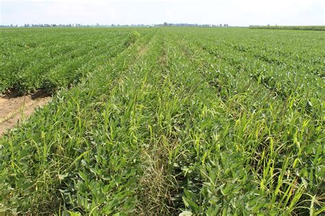 Six Tips To Manage Herbicide Resistant Weeds In Soybeans Syngenta Know More Grow More