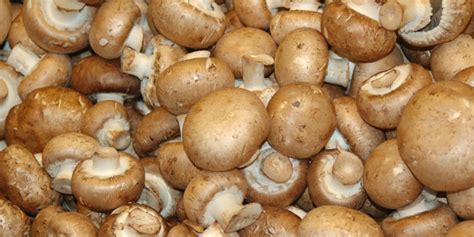 Can Dogs Eat Mushrooms? (2021 Guide)