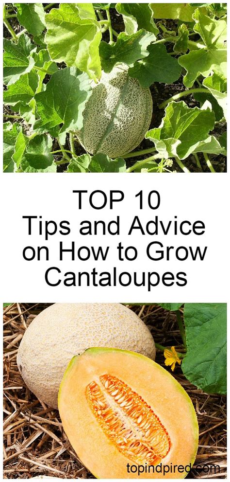 Top 10 Tips And Advice On How To Grow Cantaloupes Growing Cantaloupe