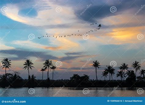 Sunset on the Kerala Backwater and Wildlife Stock Photo - Image of ...