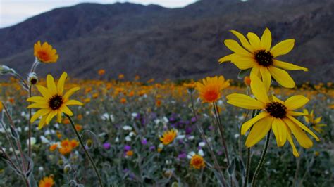 Stunning Images Of A California Superbloom Live Science