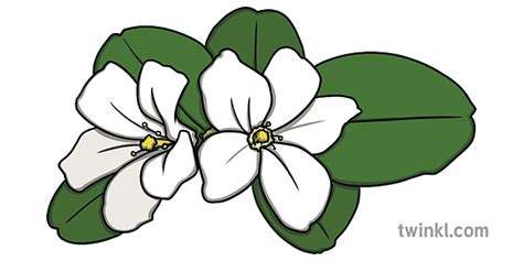 Philippine Sampaguita Flower Illustration Twinkl