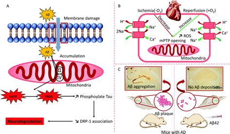 Soft Materials As Biological And Artificial Membranes Chemical