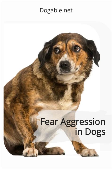 Dealing With Fear Aggression In Dogs Artofit