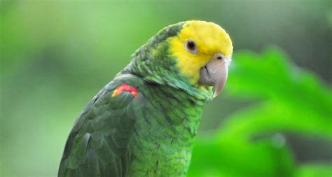 Yellow Headed Amazon Amazona Oratrix The Yellow Headed A Flickr