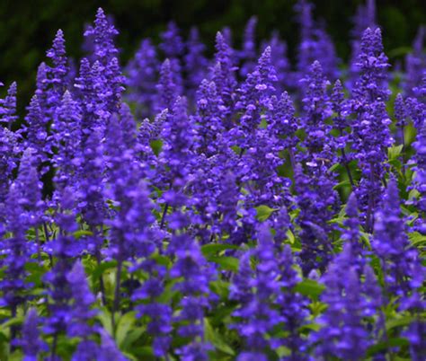 Blue Sage Salvia Farinacea Seeds