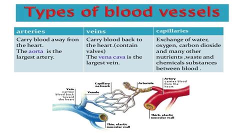 SOLUTION Blood Vessels Studypool