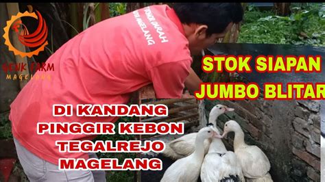 STOK SIAPAN ENTOK JUMBO BLITAR DI KANDANG PINGGIR KEBON TEGALREJO