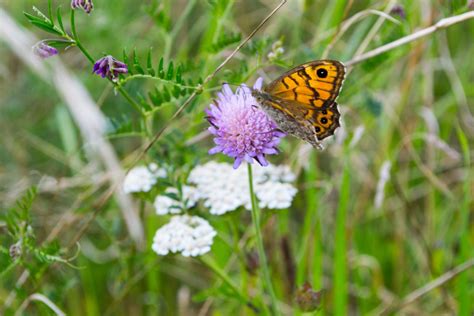 Free Images Nature Grass Meadow Prairie Flower Wildlife Insect