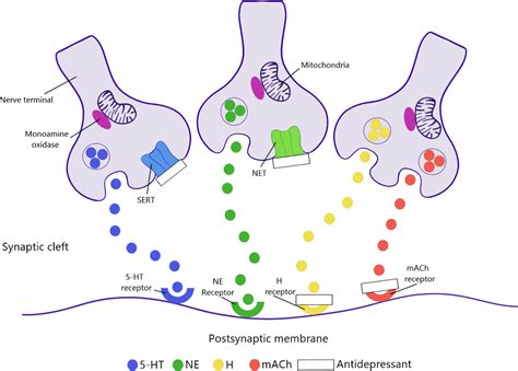 Mechanism Of Action Of Serotonin Norepinephrine Reuptake Off