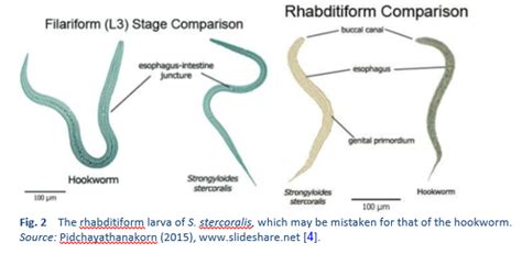 Strongyloides Stercoralis Filariform Larvae