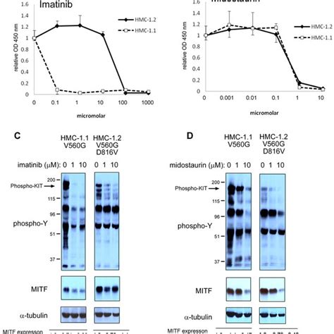 Kit Activation Up Regulates Mitf Protein Expression A Western Blot