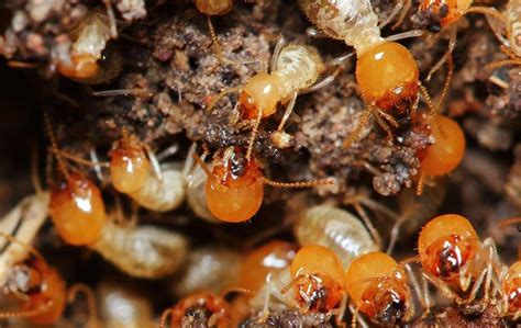 A Handy Termite Prevention Guide For Waldorf Property Owners Mike S